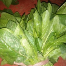 大叶菠菜35~40厘米