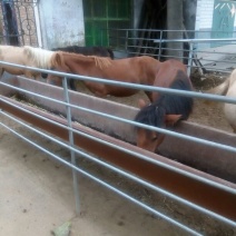 肉马300~400kg