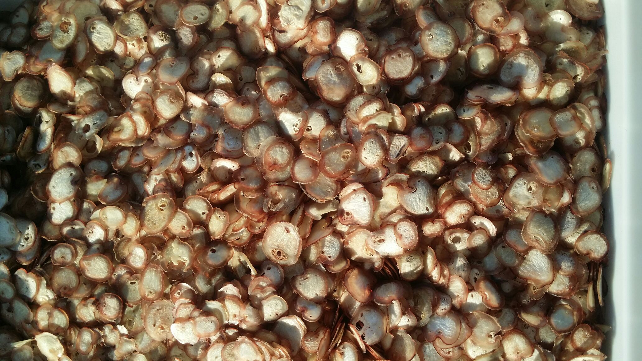 展示几片正宗鹿鞭片的实物图片,颜色呈淡黄至棕黄色,切片均匀,边缘清晰 鹿鞭片实物图