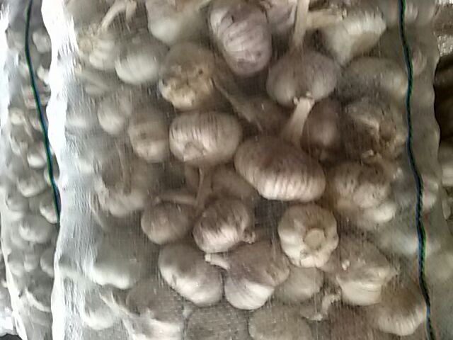 现代食品工厂流水线局部：不锈钢传送带上并排滚动着数十个标准蒜合，大小均匀、蒜衣光洁，前方机械臂正精准抓取单个蒜合送入智能分选通道；冷色调工业风布光，凸显科技感与标准化