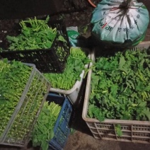 油菜苔10~15厘米
