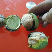核桃去皮干