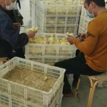 皖西白鹅鹅苗250g以上