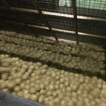 豆腐