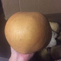 晚秋黄梨