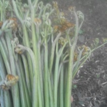 山野菜