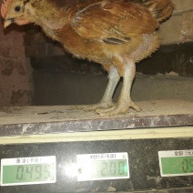 麻鸡苗1斤以上