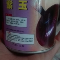 紫皮洋葱种子80%以上