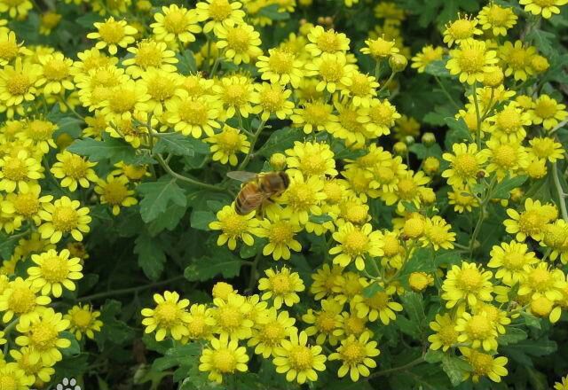 一杯金黄色的野菊花蜂蜜茶,旁边放着蜂蜜罐和干菊花 野菊花蜂蜜茶