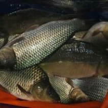 河鲤鱼食用2~3公斤
