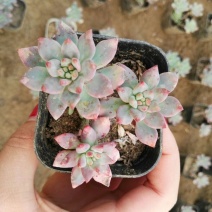 多肉植物不含盆