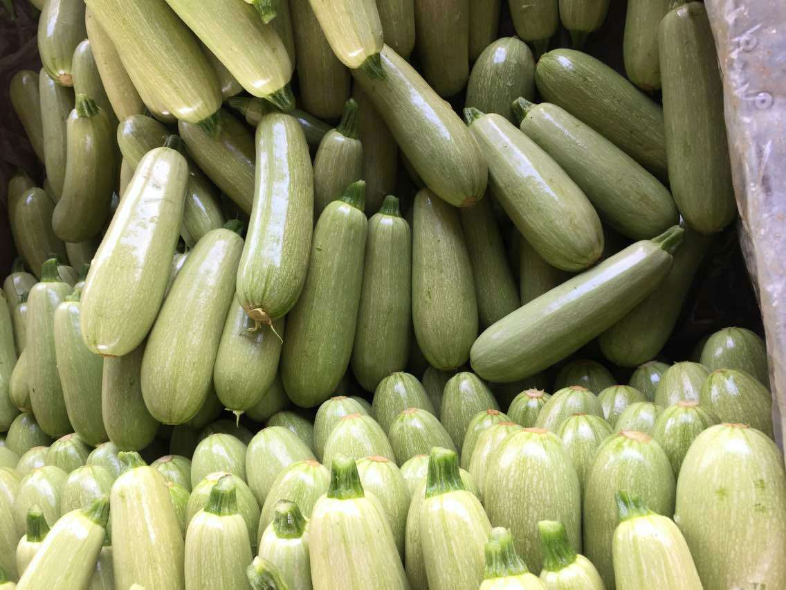 河北昌黎县角瓜单个重:5两以上