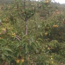 苹果梨400~450g光果