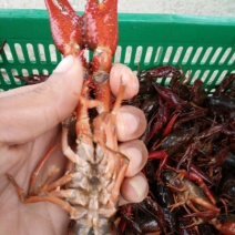 罗氏沼虾食用活虾