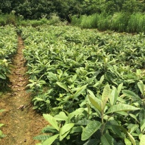 枇杷树