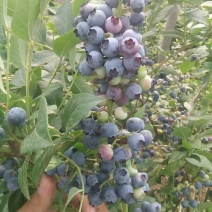 蓝莓8~10mm以上