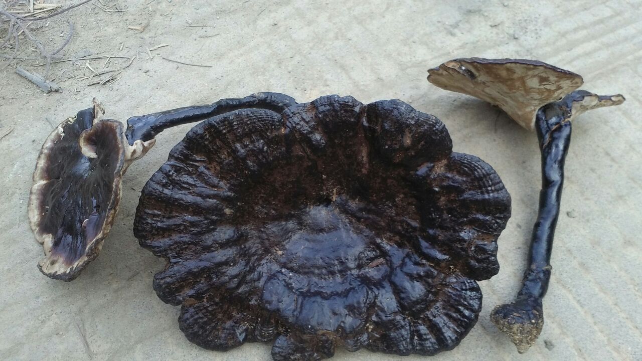 一株成熟的野生黑灵芝,表面呈深墨黑色,带有金属光泽,菌盖直径约15厘米,边缘圆润,菌柄粗壮偏侧生,背景为湿润的阔叶林腐木环境,周围有苔藓和落叶,显示其自然生长状态 黑灵芝特写照片