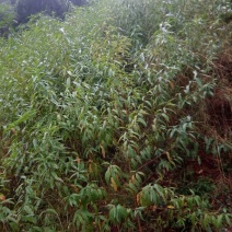 毛桃树苗80cm以上