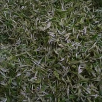 古树茶特级