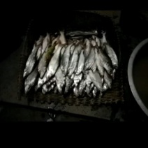 餐条鱼干
