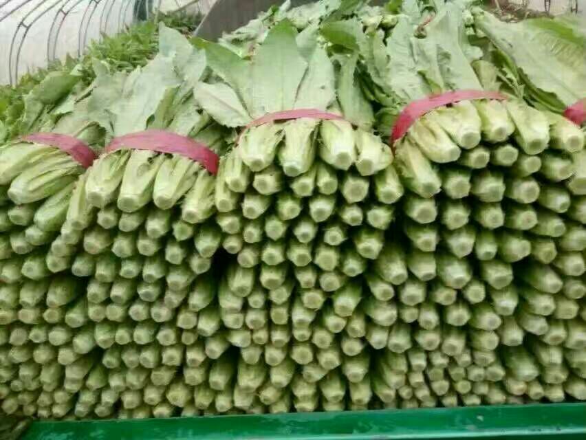 展示超市货架上摆放整齐的新鲜油菜,突出其绿色叶片和嫩茎 油菜在超市货架上的展示图