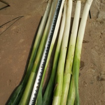 长白大葱40cm以上毛葱2cm左右