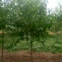 出售定植丝绵木，又名华北卫矛，地径3-6公分。