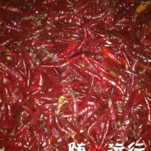 三樱椒八号上通货8成干