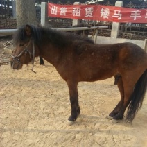 矮马100~200kg
