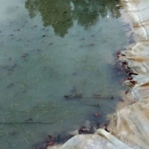 池鲤鱼食用7两