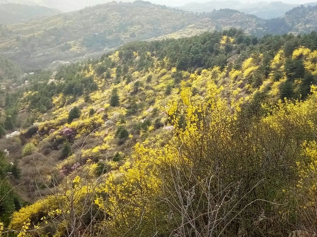 图片展示了一个春日公园中的青翘花丛,花朵盛开,游客在花下拍照,整体画面充满生机与自然之美。 青翘园林景观