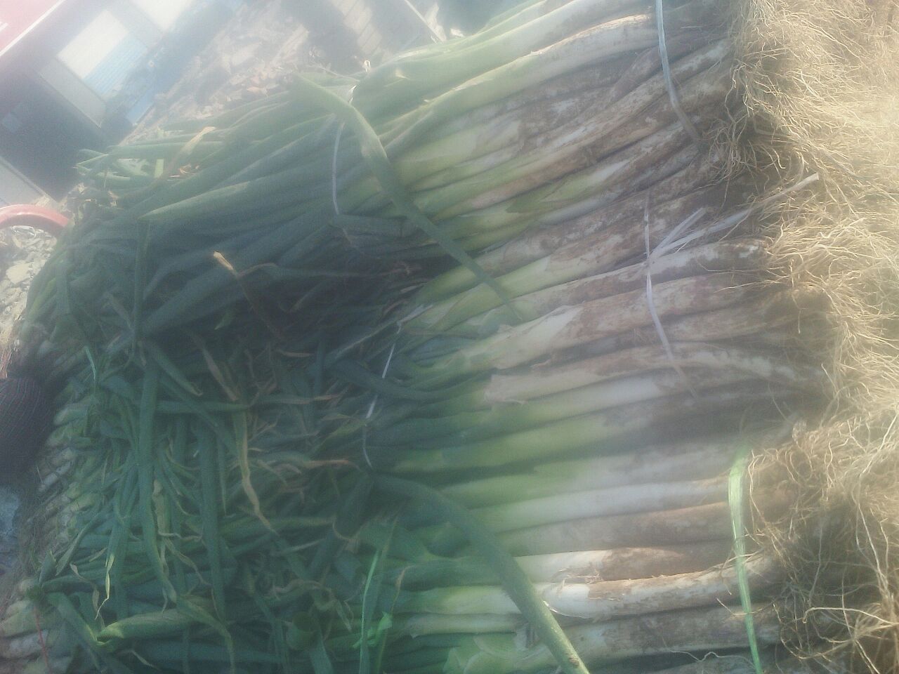 高清特写镜头下的一捆新鲜采收的运城大葱,葱白洁白光亮,长度均匀,表面无机械损伤,根部保留少量须根以示新鲜度,背景为清晨露珠未干的田间场景 新鲜运城大葱特写展示