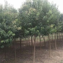 大叶女贞4cm以下