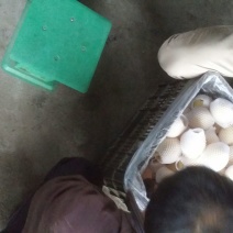 皇冠梨250~300g纸袋