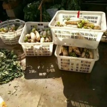 白萝卜1.5~2斤起