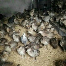 脱温山鸡苗60~70克脱温苗