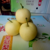 皇冠梨