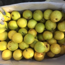 锦丰梨
