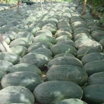伽师瓜7斤以上椭圆形