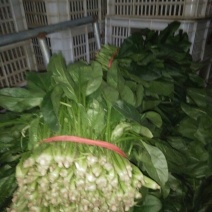 黑叶菠菜25~30厘米