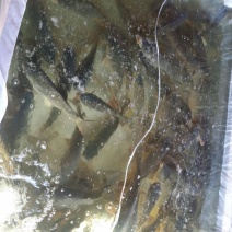 池鲤鱼食用1~2公斤