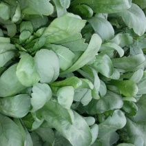 茼蒿10~15cm