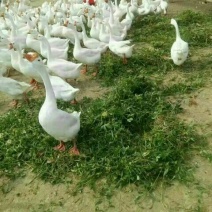 泰州白鹅鹅苗250g以下