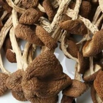 茶树菇10cm