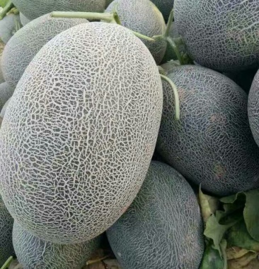 鄯善哈密瓜3斤以上椭圆形