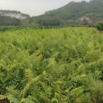 余甘果苗