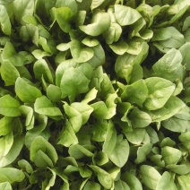 大叶菠菜20~25厘米
