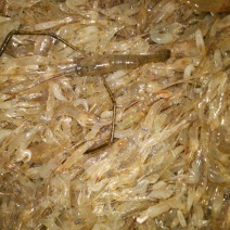 河虾活虾26~30只/kg