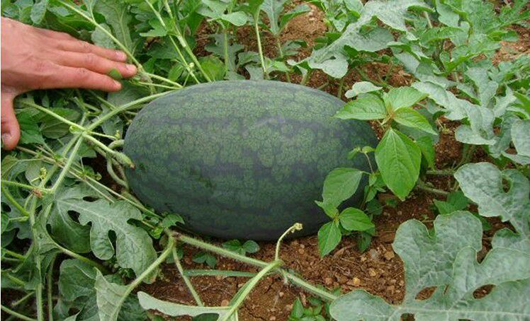 江西全南县黑美人单个重:3斤以上