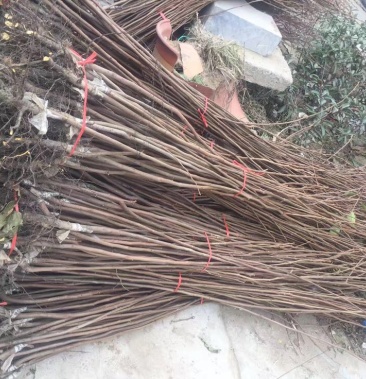 柿子树苗自家育苗基地品种质量保证根系发达种植面积300亩